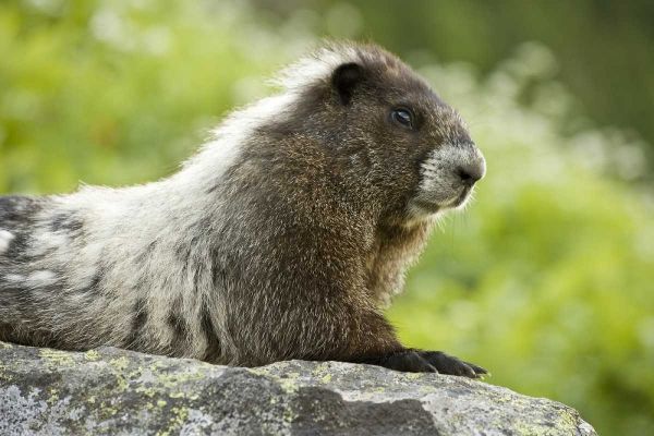 WA, North Cascades NP, Marmot sitting on rock